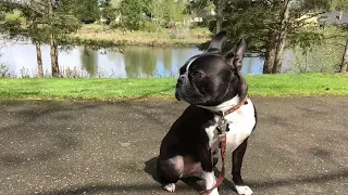 WALDO, Boston Terrier, AKC Agility-Ridgefield WA, JULY 8/9 2017