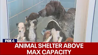 Dallas Animal Services at 169% capacity, asks for help to avoid euthanization