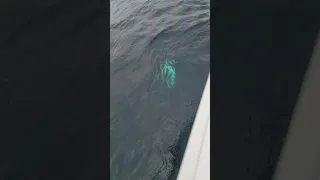 Huge Blue Shark wrapped in leader on Reel Leg a Sea