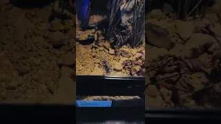 Juvenile Viper Gecko chasing down a cricket, Micro gecko feeding