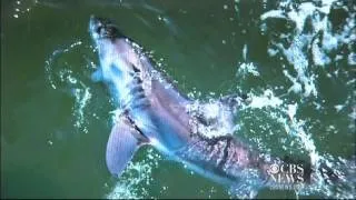 Fisherman catches great white shark