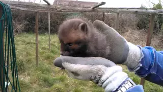 Very cute baby fox