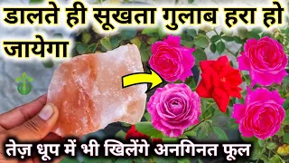 सूखता गुलाब हरा हो जायेगा.Rose Plant Growing Tips. Rose Plant Care.How to save drying rose plant.