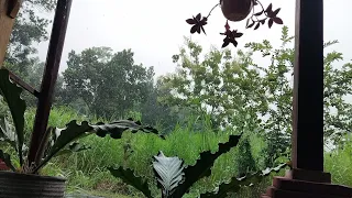 Very heavy rain accompanied by the sound of thunder || ASMR to sleep soundly.