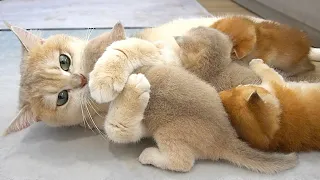 Mother cat loves all her babies, she is very pampering and tender talking to them