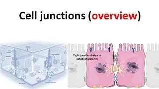 cell junction overview