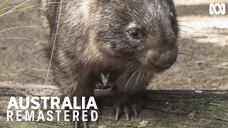 Don't get between a wombat and its lunch | Australia Remastered