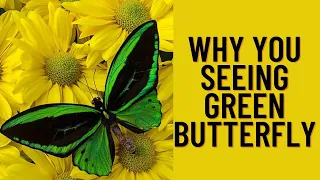 Green Butterfly Meanings!! why you seeing green butterfly!! check your messages.... 🦋🌈