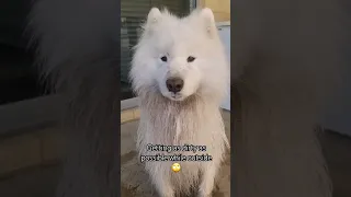 He Has No Idea What's Next...BATH TIME 🤣 #funnydogs #samoyed #cute  #shortsvideo #shortsfeed #dog