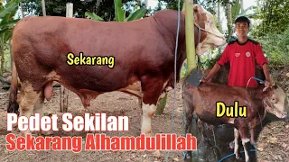 Cerita Perawatan Sapi Simental Sekilan Hingga jadi Gede di Kandang Rojo Koyo