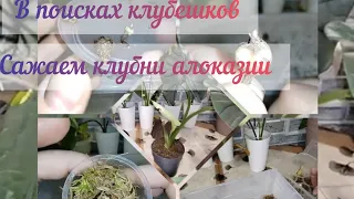 Алоказии/В поисках клубешков/Как я  сажаю клубни алоказии