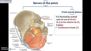 Overview of Pelvis (4) - Nerves of Pelvis - Dr.Ahmed Farid