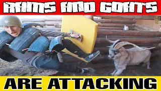 RAMS AND GOATS ATTACK PEOPLE! Ferocious Sheep Are Starting a Fight