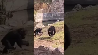 Baby Chimpanzee Playing