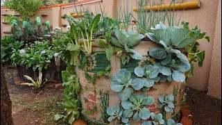 How to grow food in your compound/backyard at home?