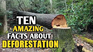 10 Amazing Facts about deforestation.