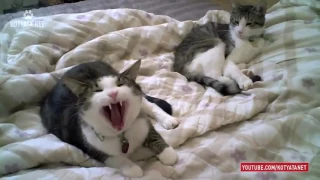 😺 ПРИКОЛЫ С КОШКАМИ И КОТЯТАМИ/FUNNY CATS AND KITTENS HD 2017 #69