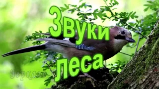 Звуки леса и волшебная музыка флейты. Relaxing Native Flute & Birds Singing.