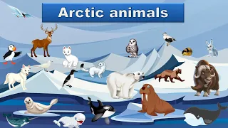 Arctic animals. Тварини Арктики англійською мовою. Англійська для дітей.  English for kids