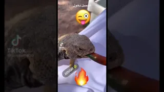 شوف ردة فعل الضب بعد ما أكل الفلفل🔥🔥😂😂