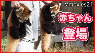 Red Panda twin babies at Asahiyama zoo