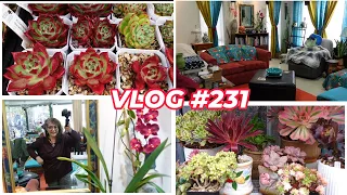 My Favorite Succulent & New Look Me & My Room | Vlog #231 - Growing Succulents with LizK