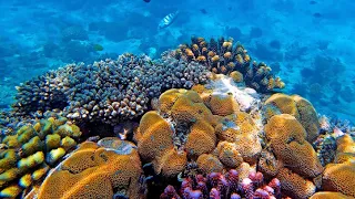 Diving In Zanzibar - Mnemba Island 4k 2021