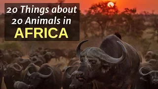 20 Incredible Things About 20 Animals in AFRICA