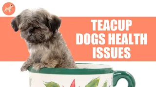 7 Common Health Issues in Teacup Dogs