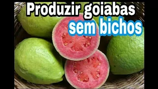 Como produzir goiabas sem bichos !!!!