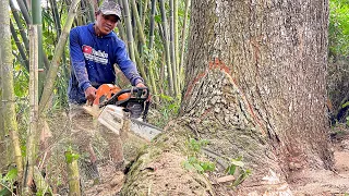 Must be knocked down backwards !! Felling old tree on the rice field.