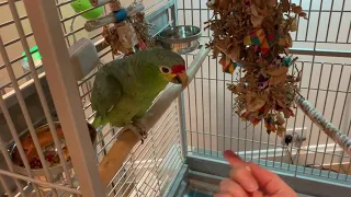 Teaching a Parrot How to Turn a Circle