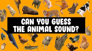 Can You Guess The Animal Sound? Guess the animal sound game 🎯