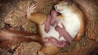 Don't Miss!!! Wonder-full Video Ever!!! Squirrel's Struggle When Childbirth and Caring for Children!