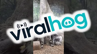 Feeding Some Very Large Porcupines || ViralHog