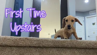 Mini Dachshund Puppies First Time Upstairs