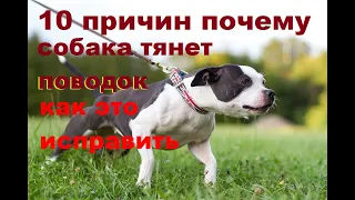 Топ 10 причин почему собака тянет поводок и как это исправить