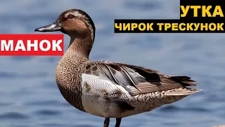 🔊ЗВУК (ГОЛОС) УТКА ЧИРОК ТРЕСКУНОК 2