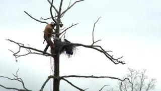 Great Blue Heron Cam: Behind the Scenes