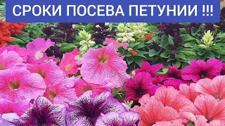 СЕЕМ ПЕТУНИЮ БЕЗ ЗАМОРОЧЕК !!! ДВА СПОСОБА ПОСЕВА ПЕТУНИИ семенами на рассаду