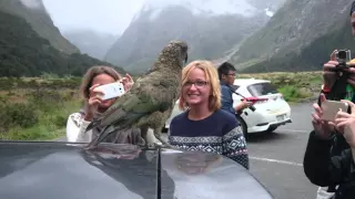 Kea attack!