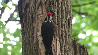 Pileated Woodpecker Nesting Season! (A Mother Nature Production)