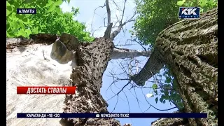 Куда нужно обращаться насчет опасных сухих деревьев жителям Алматы