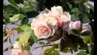 Не та роза, що за садом. Українська народна пісня. Співає Раїса Поштар.