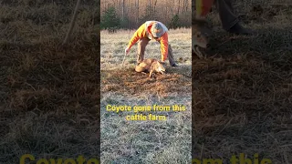 Another coyote gone off this cattle farm. #coyote #predator  #fun #conservation