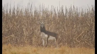 Sudamerican Outfitters | Blackbuck Hunt - Caza de Antílope de la India