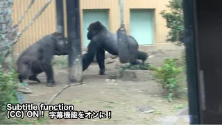 Earthquake tremors. Gentaro runs. Gorilla . Momotaro family