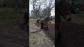 3 jarige trekpaard merrie voor de eerste keer in de ploeg