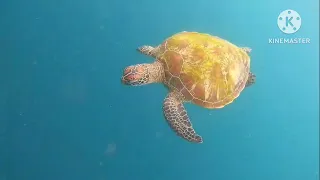 balicasag island turtle watching