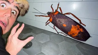 PERCHÈ QUEST’INSETTO GIGANTE È NEL NOSTRO BAGNO? 😱 *non toccare*